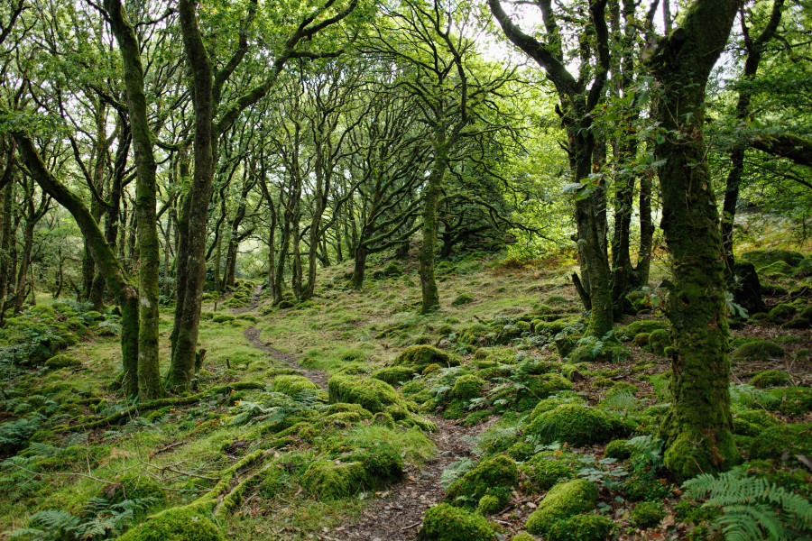 Spring into action with Plantlife: An introduction to bryophyte ...